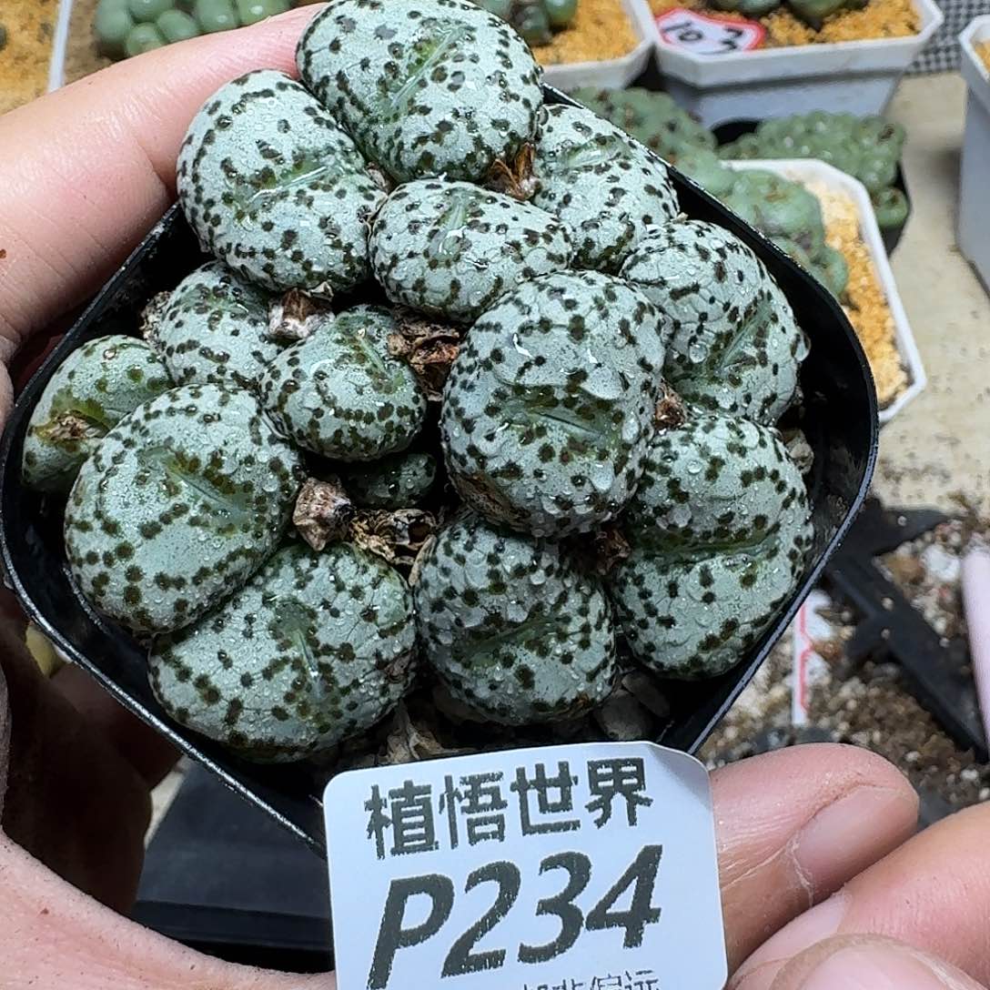 佛***怀多肉植物的宋哥和您bj