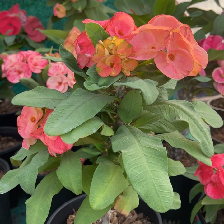 泰品扦插一物一拍