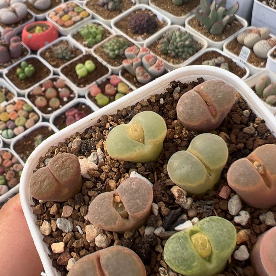 ****ɞ36多肉植物百科植物