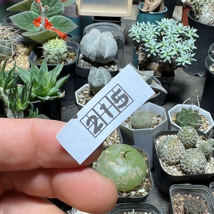 水****215香草和虞美人带盆发货各一个