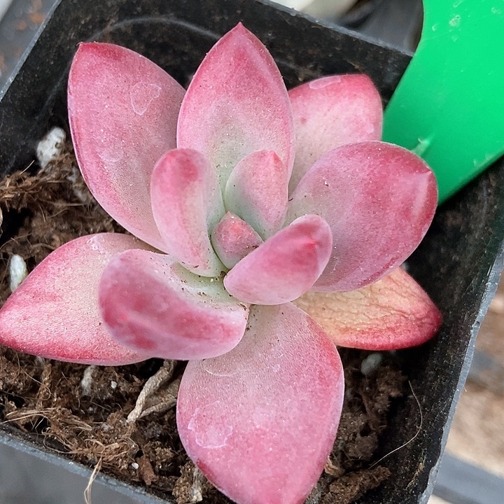 多肉植物虞美人854