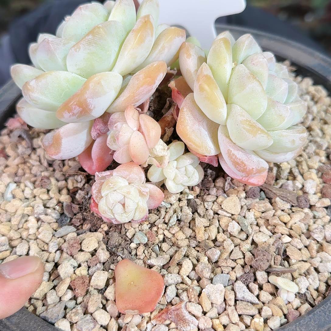 0325号冰玉38.8         肉