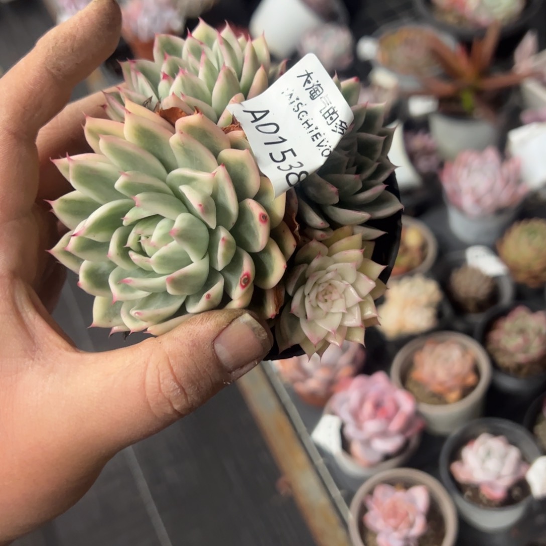 1538一物一拍凤凰飞舞锦