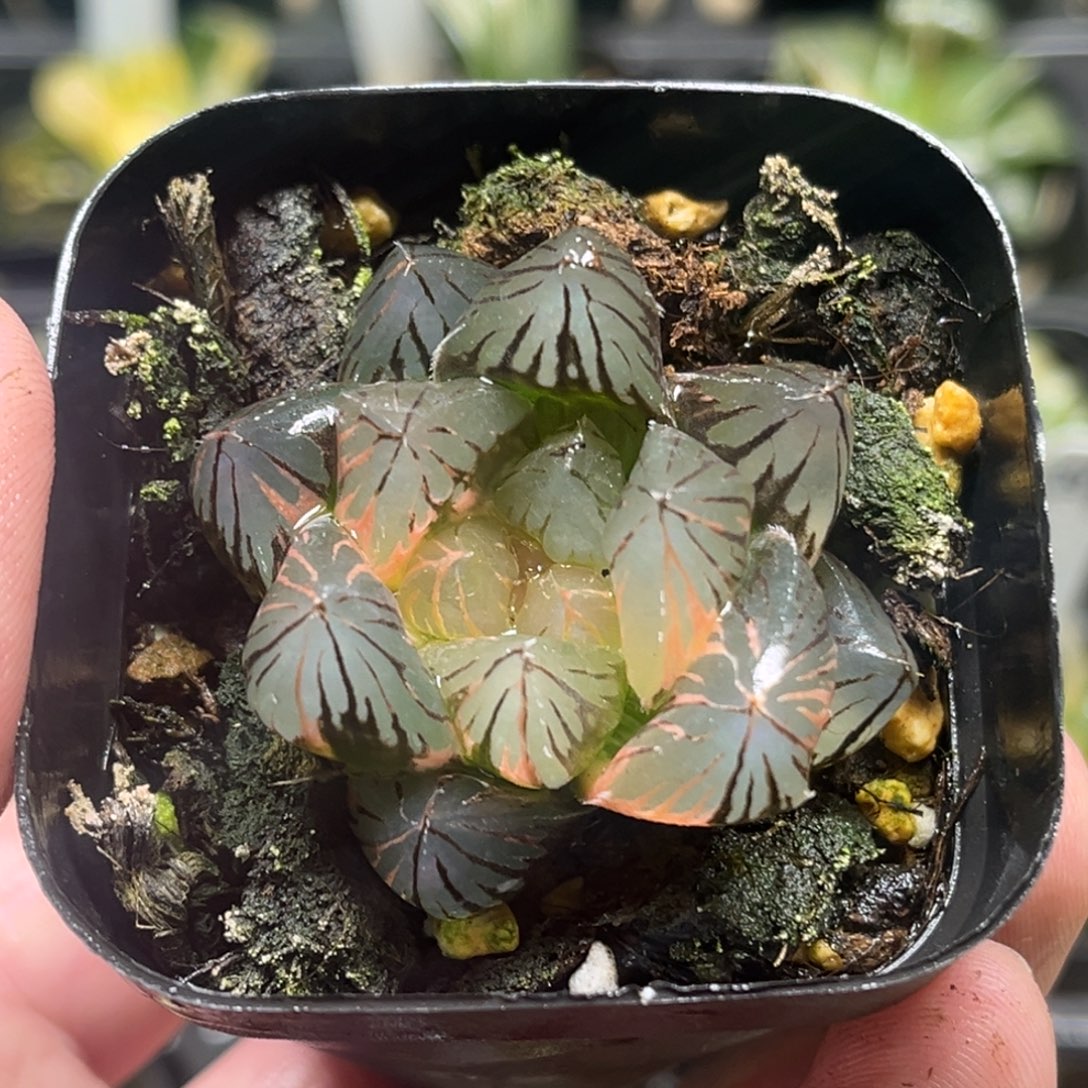 198实生玉露锦头家多肉十二卷