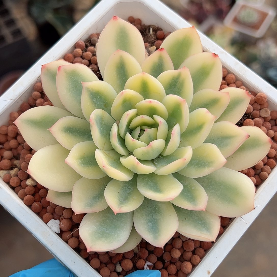 雨燕座锦，覆轮锦