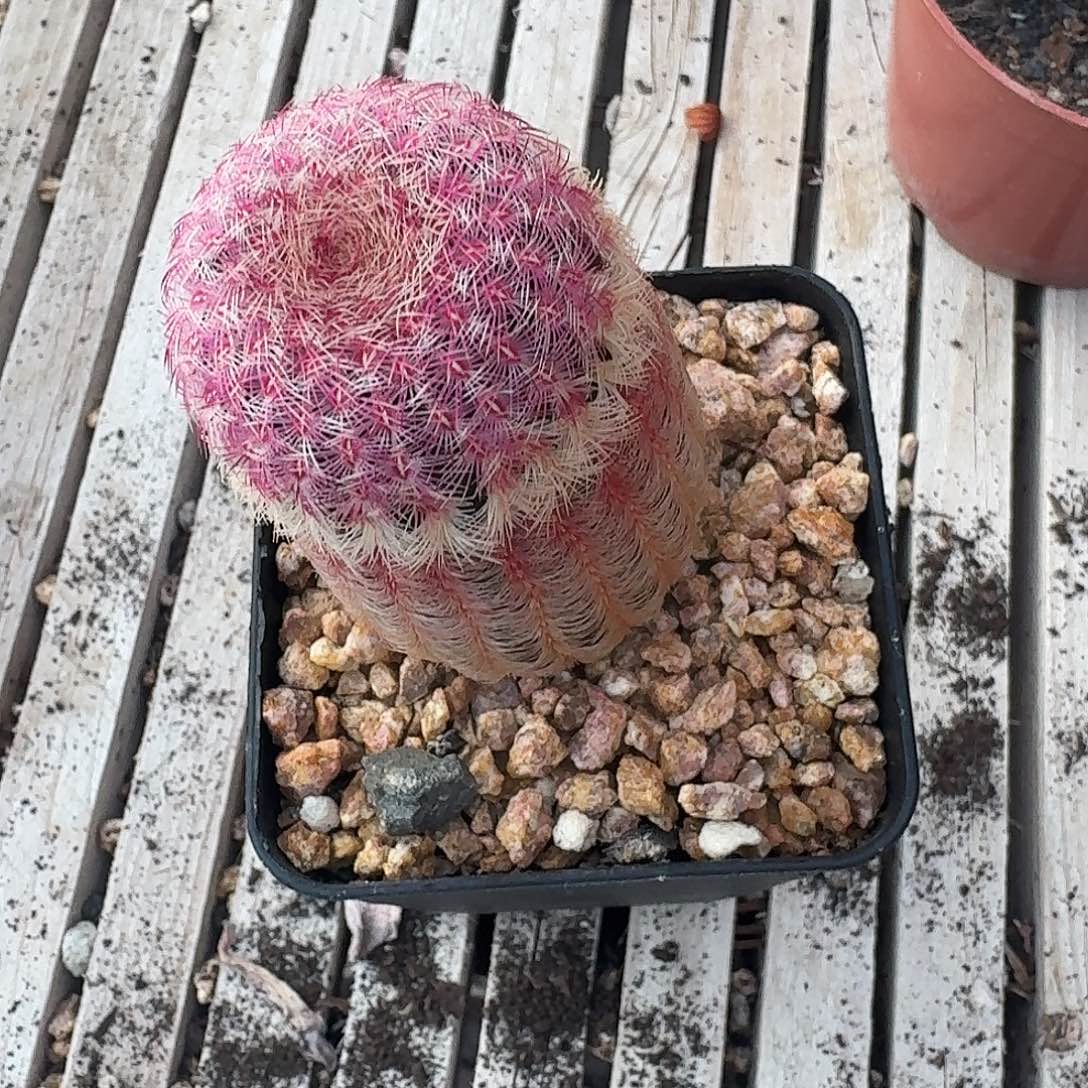 红太阳多肉植物16.8 