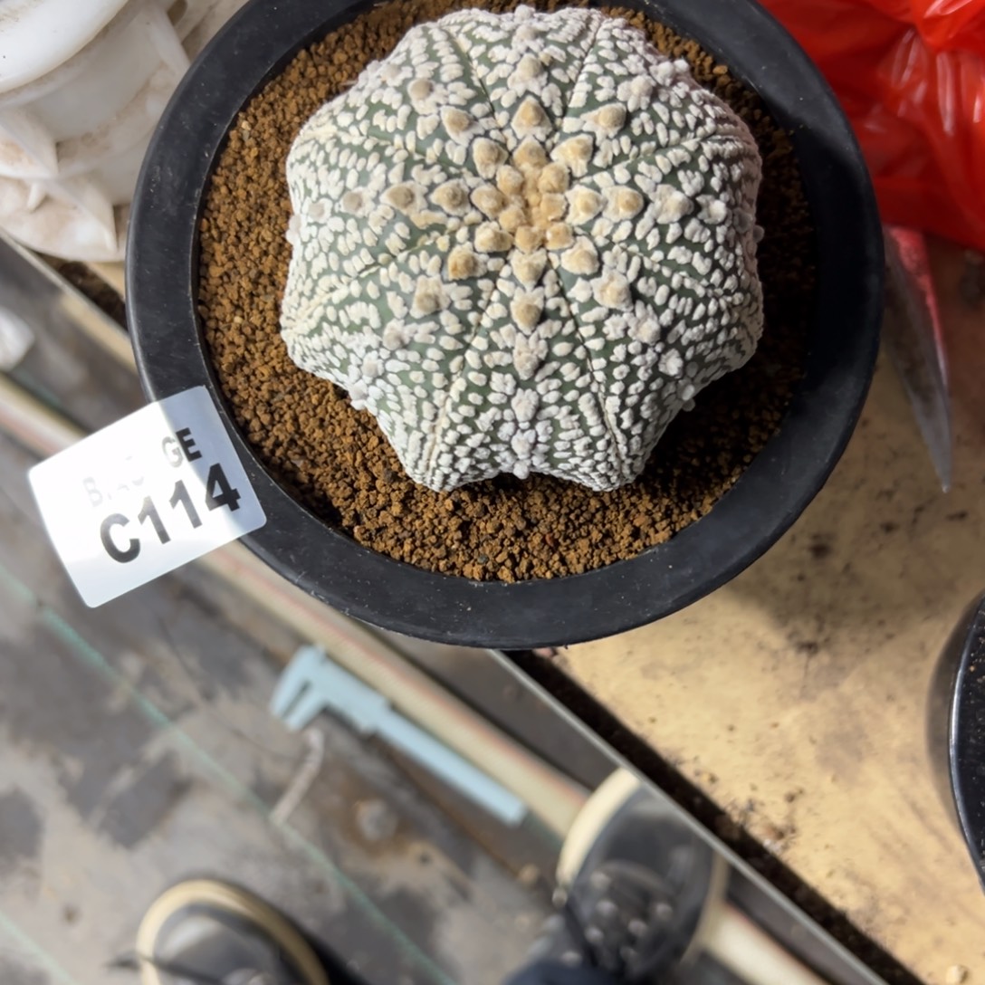 C114号兜仙人球多肉