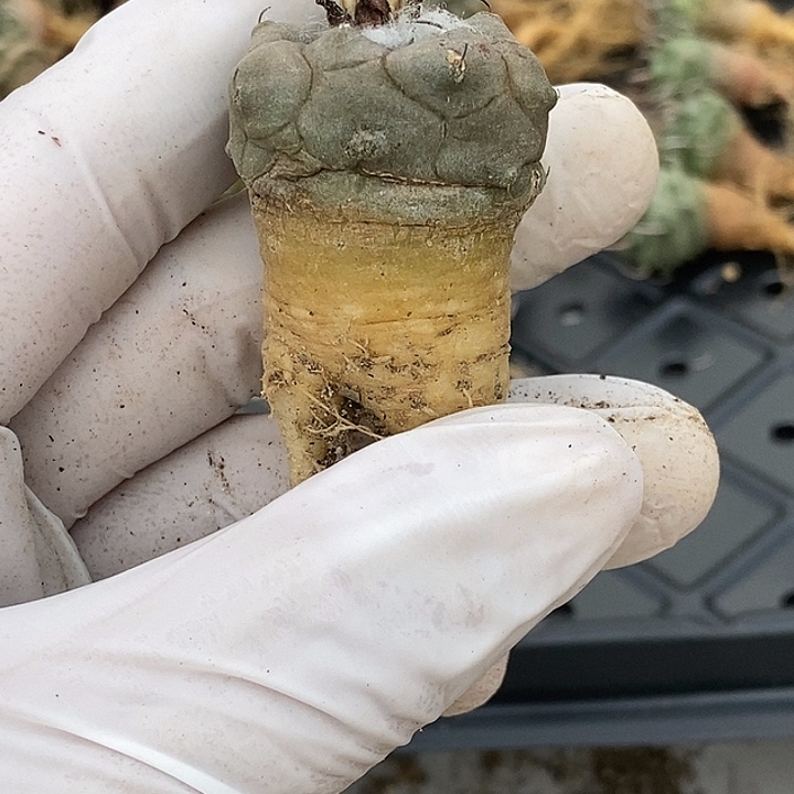 大萝卜冬云2.9冠幅