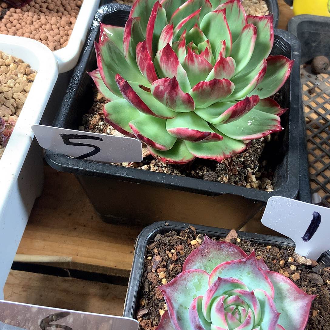 惊鸿仙子多肉植物