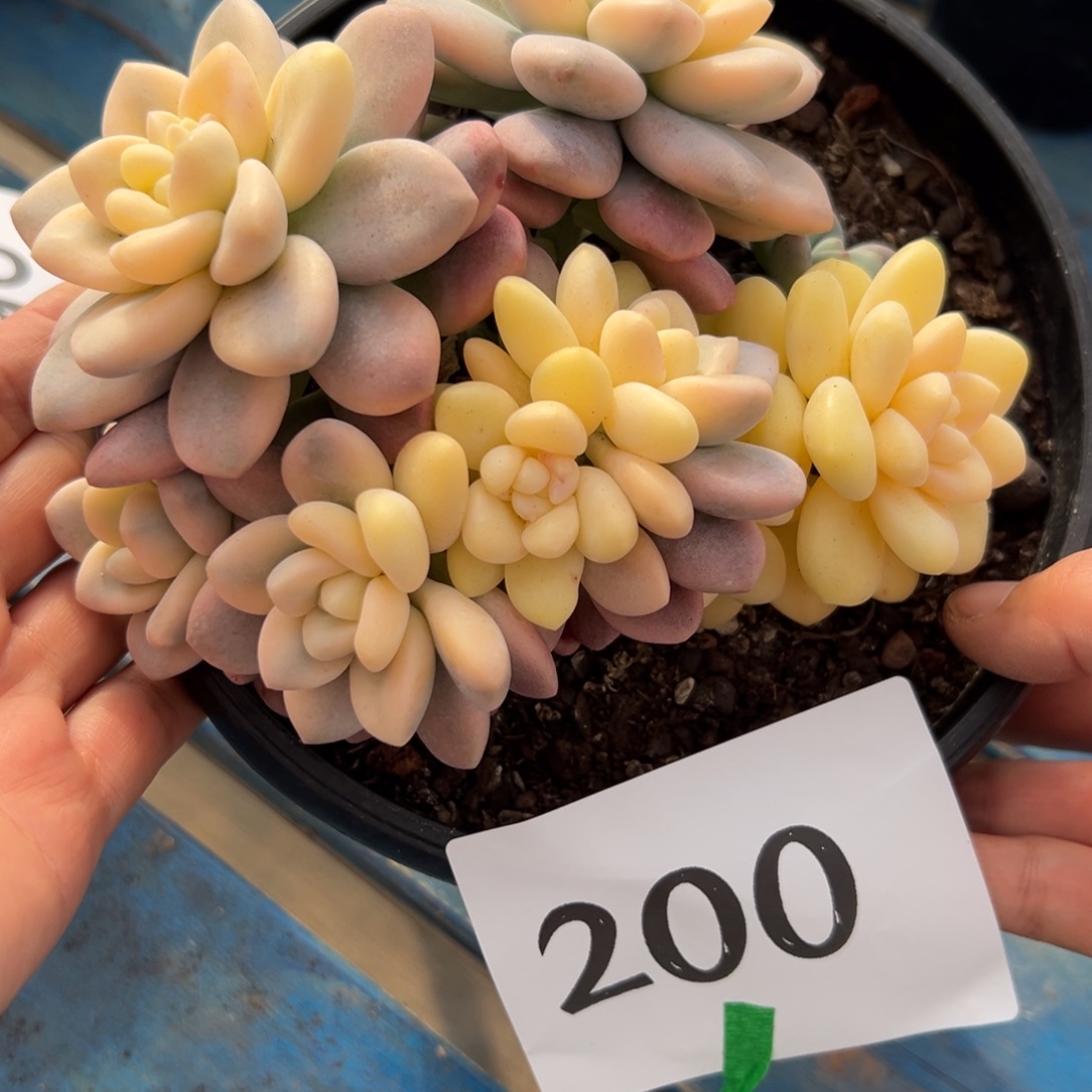 杨***青200、哈哈喜欢好吃不吵不闹