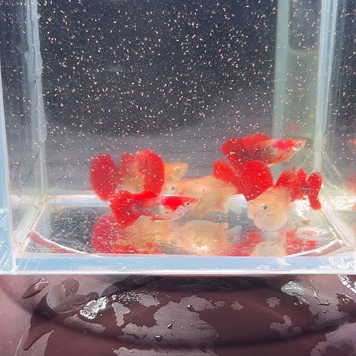 孔雀鱼黄爆球种鱼三对