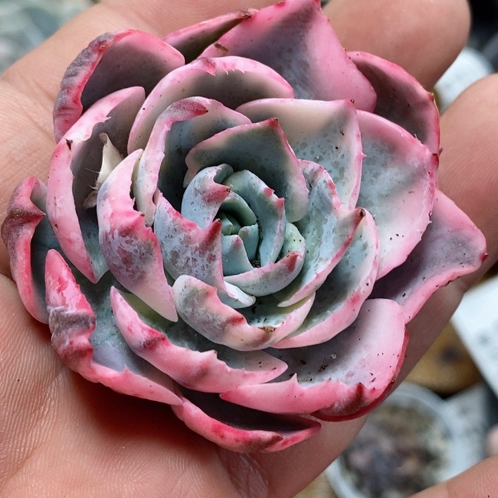 阿美星锦 小方花圃一物一拍