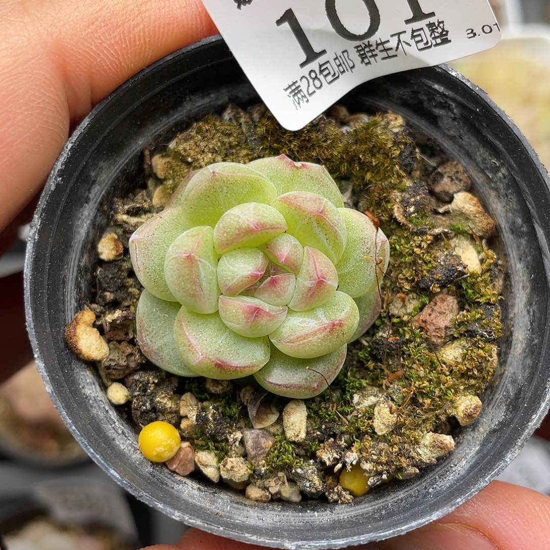 101 3.3一物一拍精品美肉