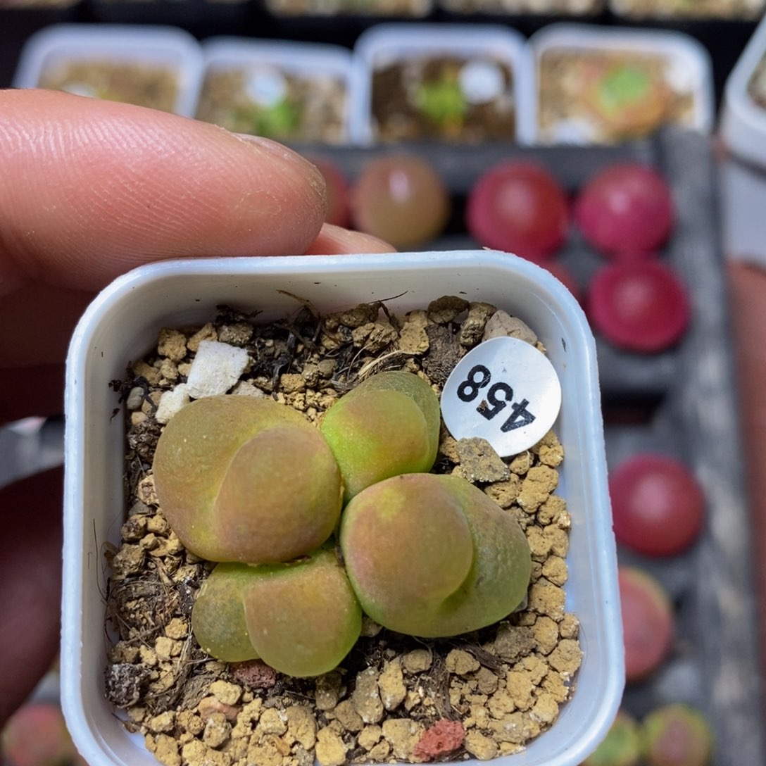 四头3.2多肉脱土458