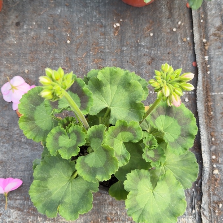 完全开放粉色857苗大2号