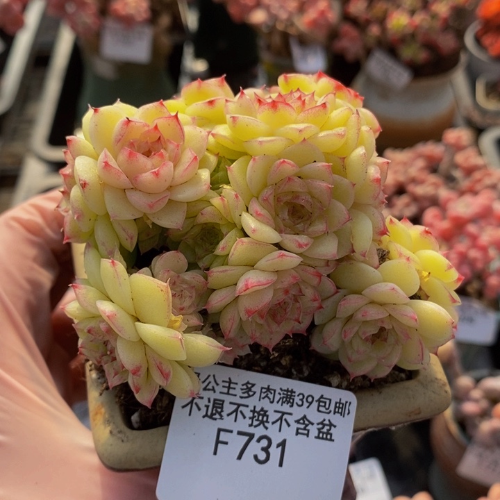 麦秆群8cm731多肉植物