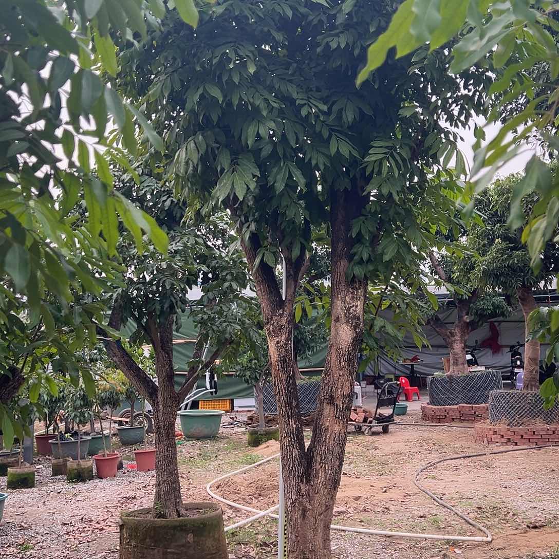 谢****完全开放果树果树果树11111111