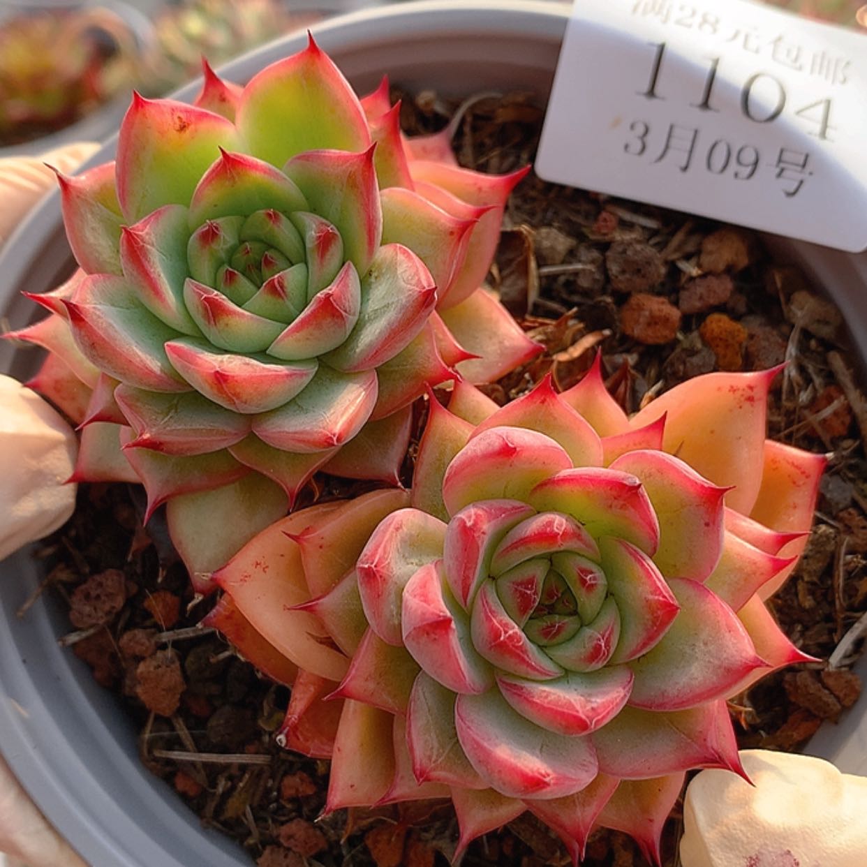 【闪购商品】云1104