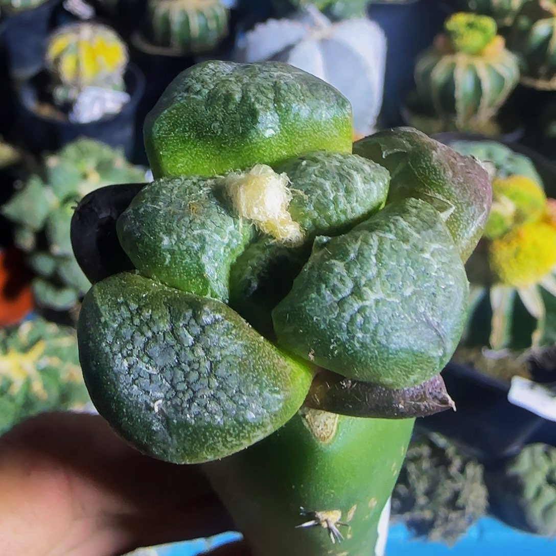 大尤光面连山528