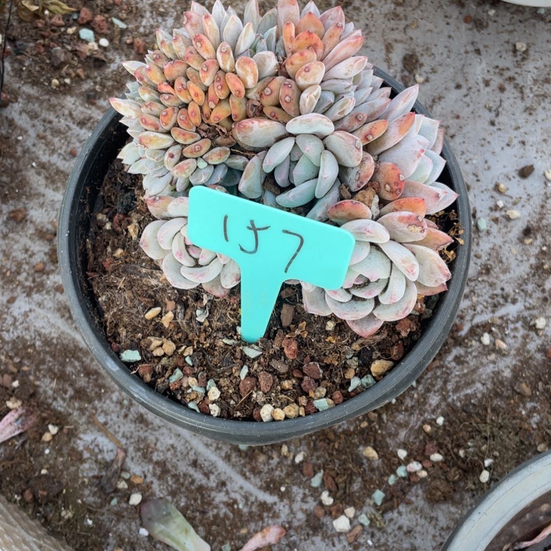 157号星影缀化多头