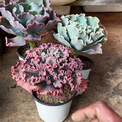 大**杨5 号包菜系列 3 棵