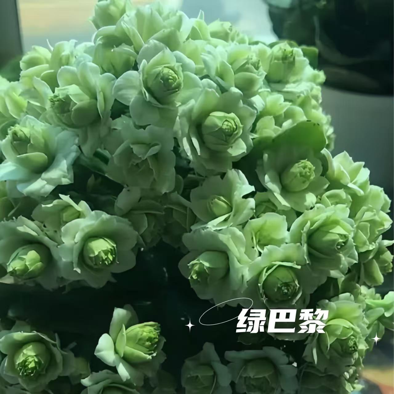 【绿巴黎】110盆精美长寿花盆栽名贵长寿花