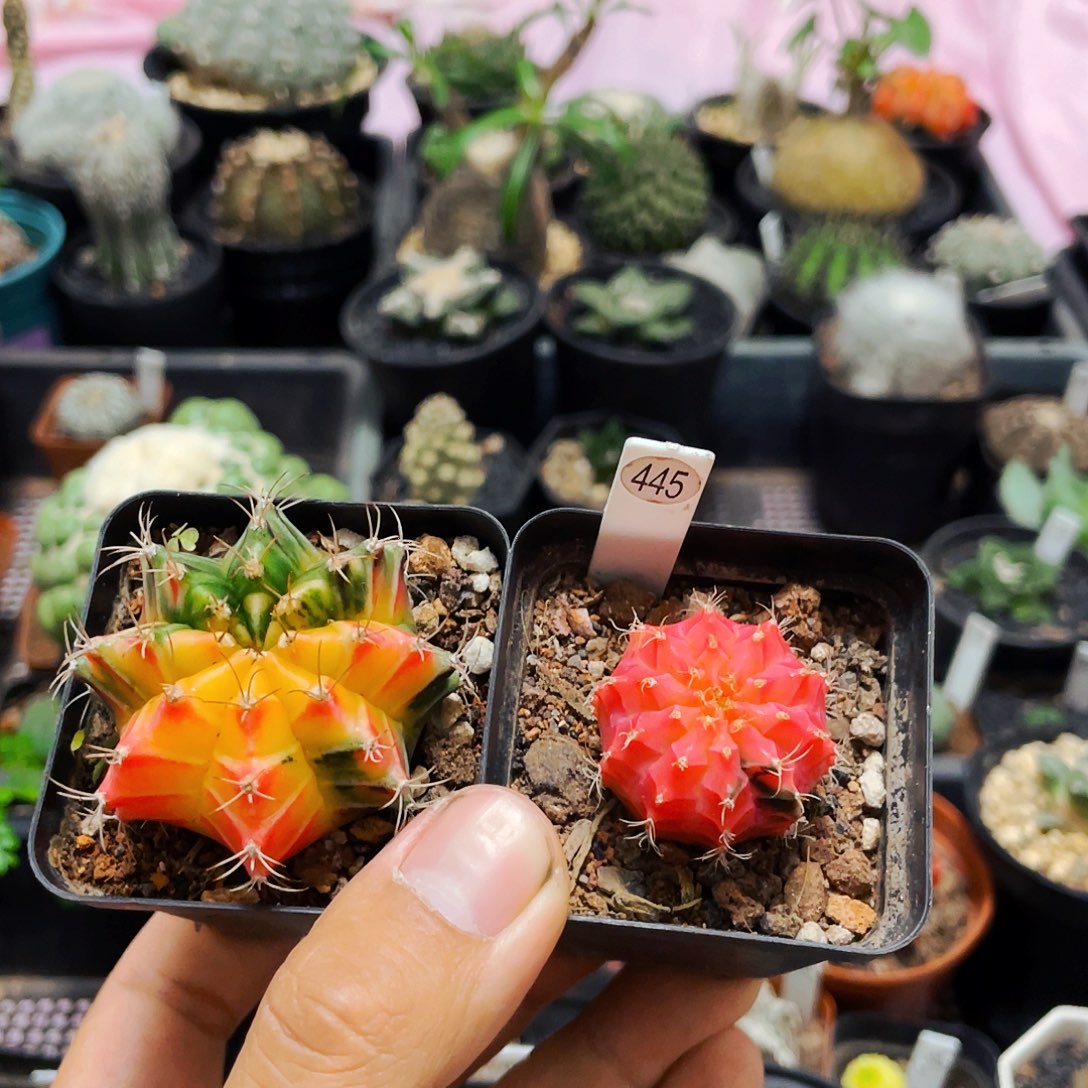 仙人球25包邮裸根米哈锦