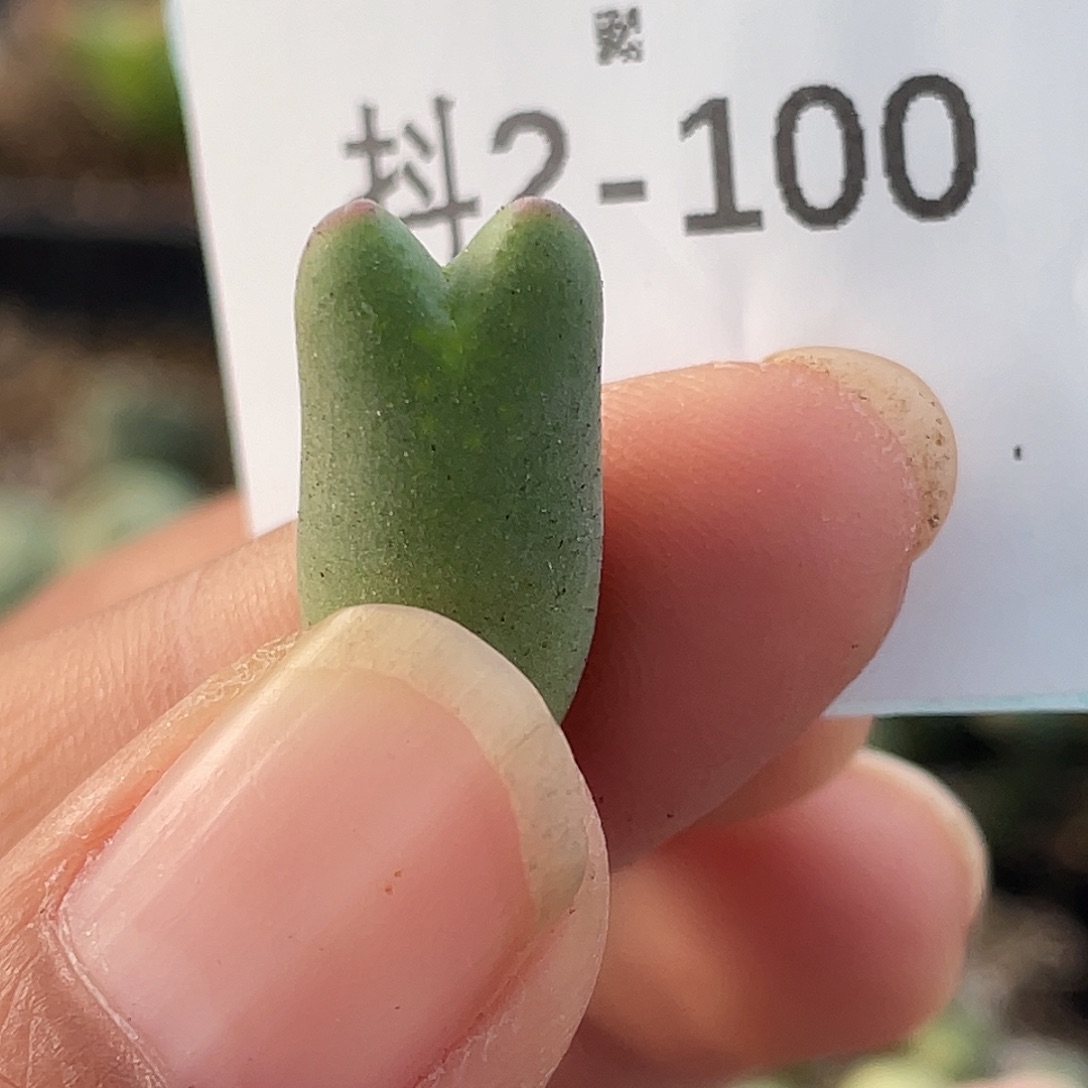 芮***柒2-100肉锥多肉植物