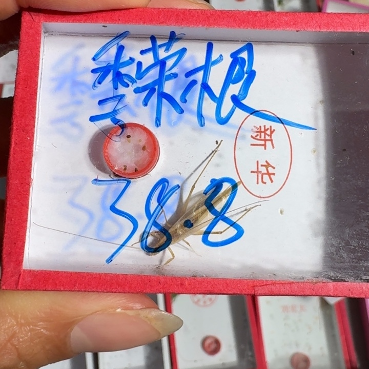 季***根蟋蟀蝈蝈我在外面111111