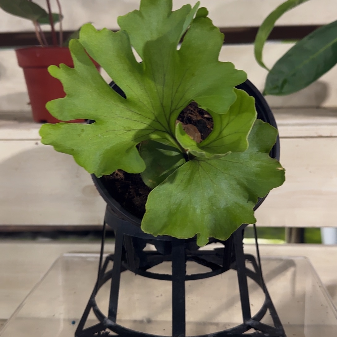 无花朵美猴王鹿角蕨