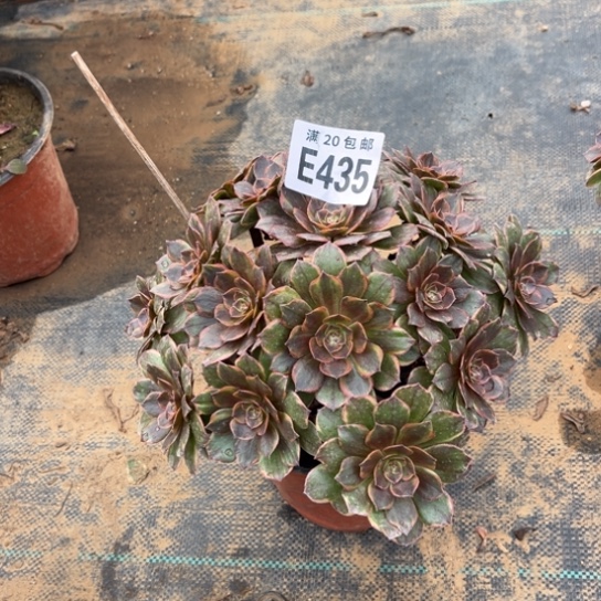 435半夏法师不包断枝