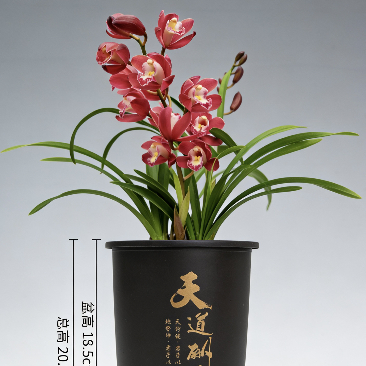 【红宝石】3花剑大花室内外好养四季开花浓香高端绿植大花蕙兰
