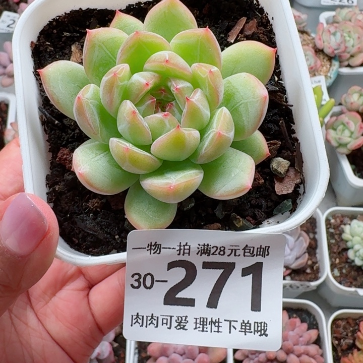 雪花珍妮无盆土无盆土发货
