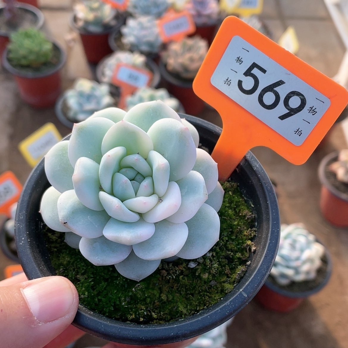 【闪购商品】569号