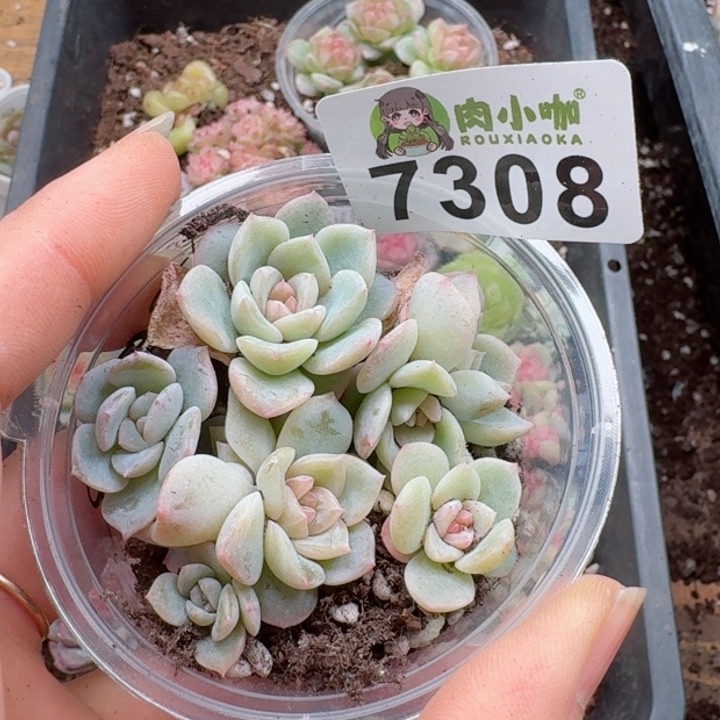 多肉植物多肉植物