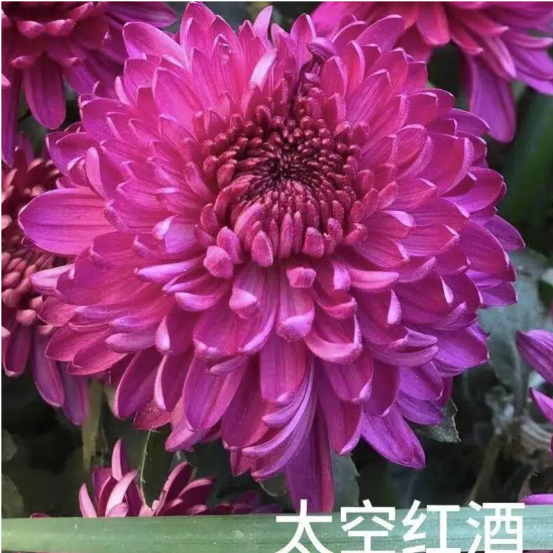 【太空红酒】菊花盆栽菊花苗耐寒植物开花大菊花带花苞好养