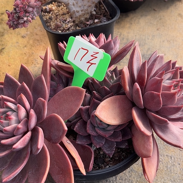 17一筐多肉植植物脱土