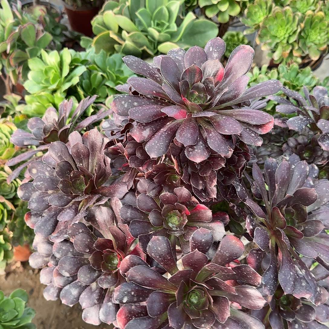 七彩圆叶花蝴蝶60公分左右