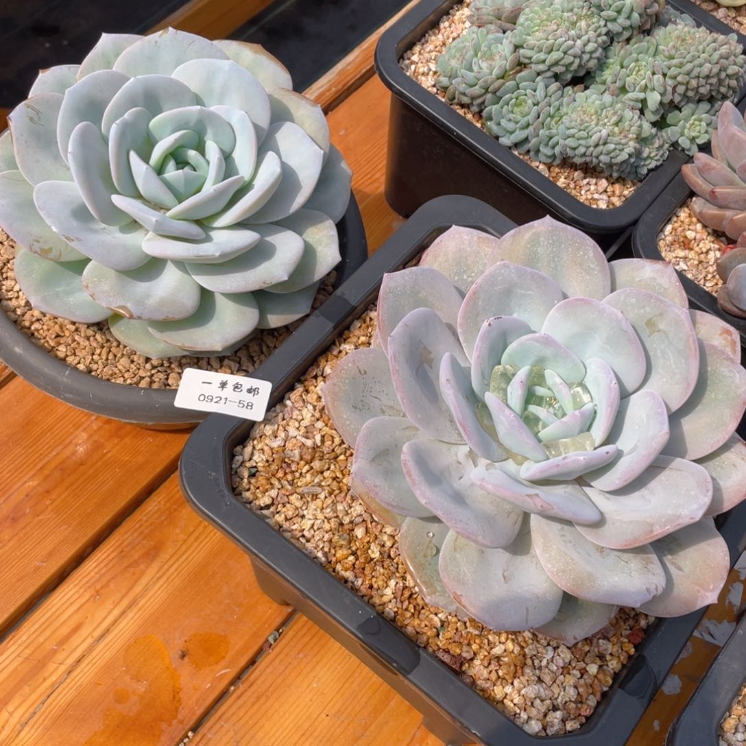 团***猫0921-58-奶茶，。。。。