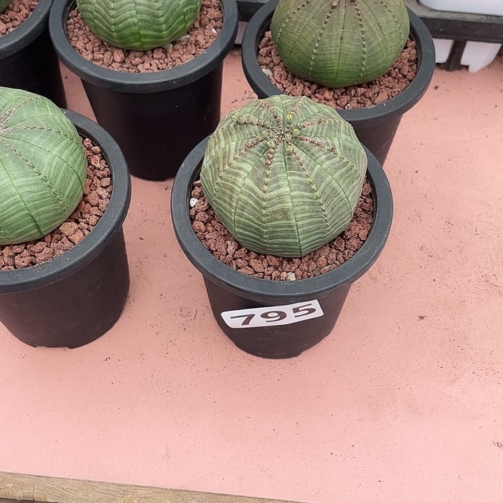 一***官795实生大单头欧布仙人球