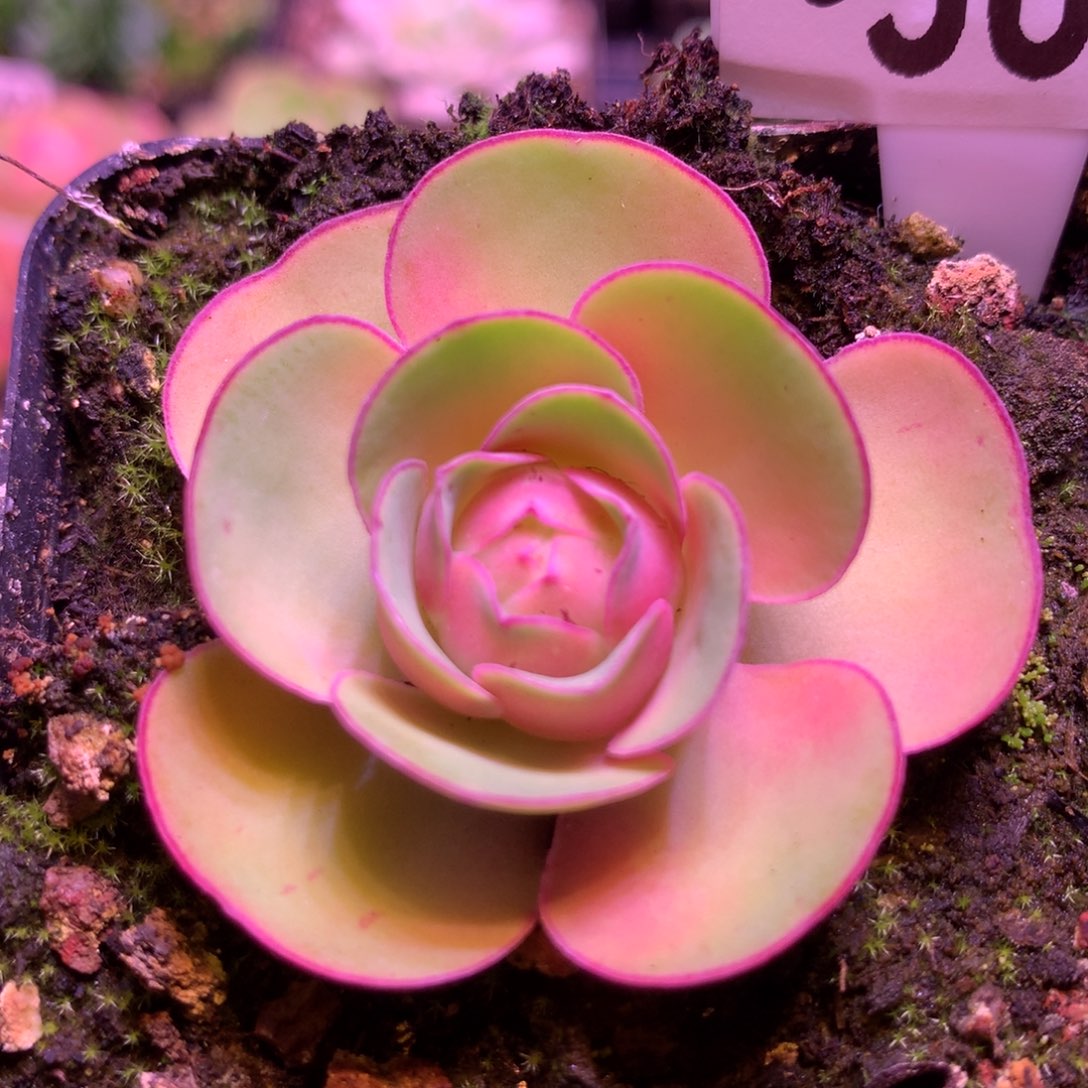 红唇567山地玫瑰多肉