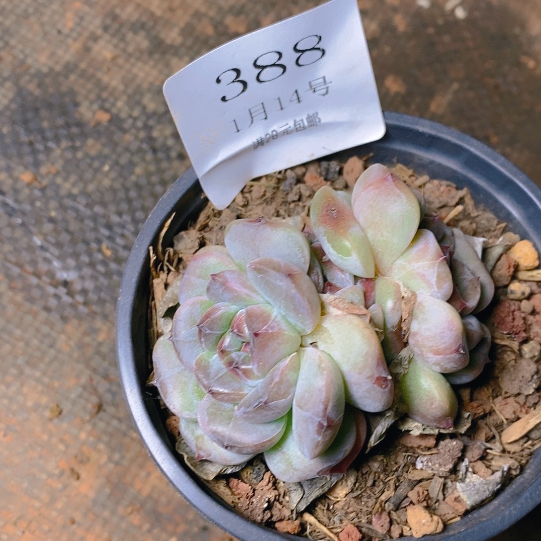 【闪购商品】云388