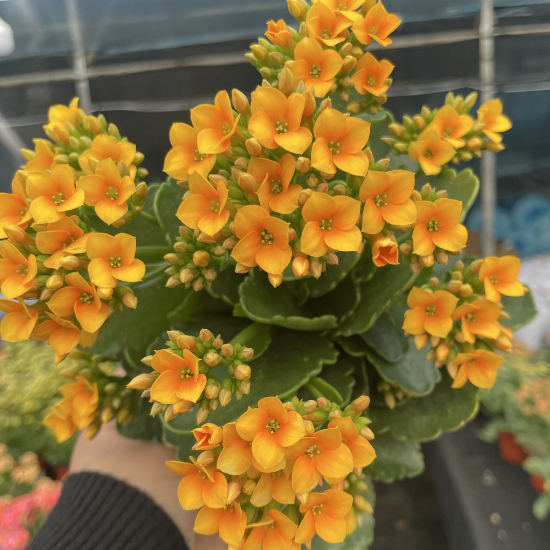 乔伊斯Q2:精品长寿花苞发货（烂叶黄叶断个别花苞不售后介意勿拍）