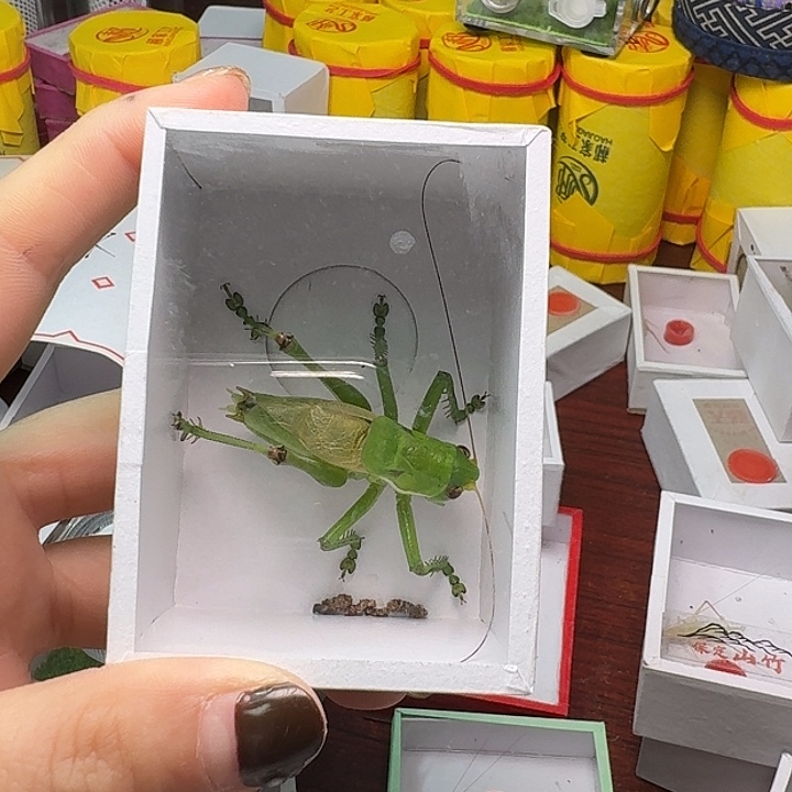 快***汉蟋蟀2条铁一个绿送油葫芦。   