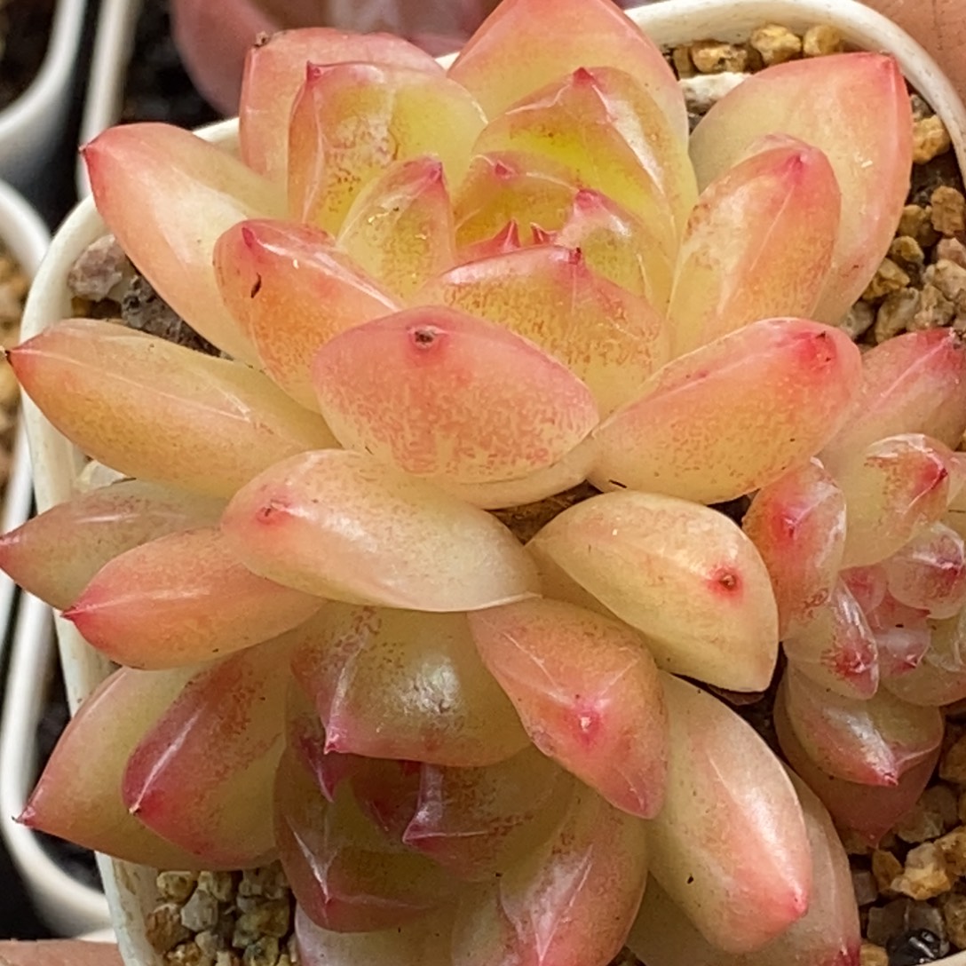 天官赐福百无禁忌