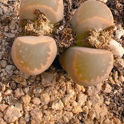 【闪购商品】25913