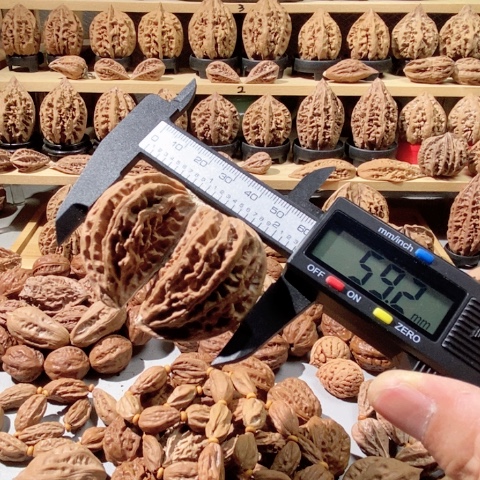 文玩核桃把件双棒连体单只 59尺