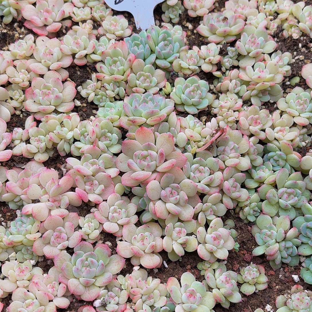 多肉植物多肉植物962