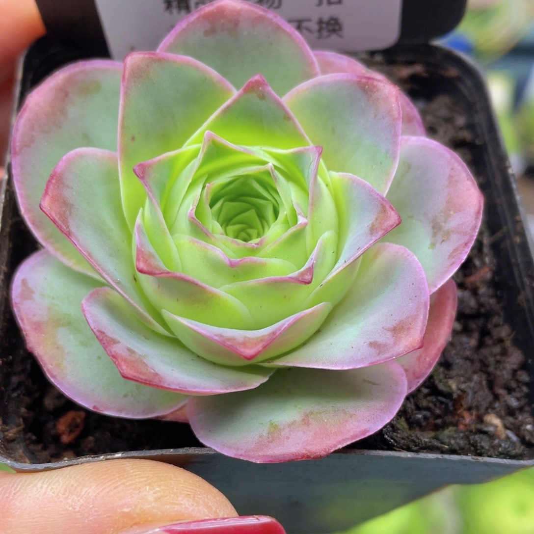 黄金帕尔玛杂交一物一拍230