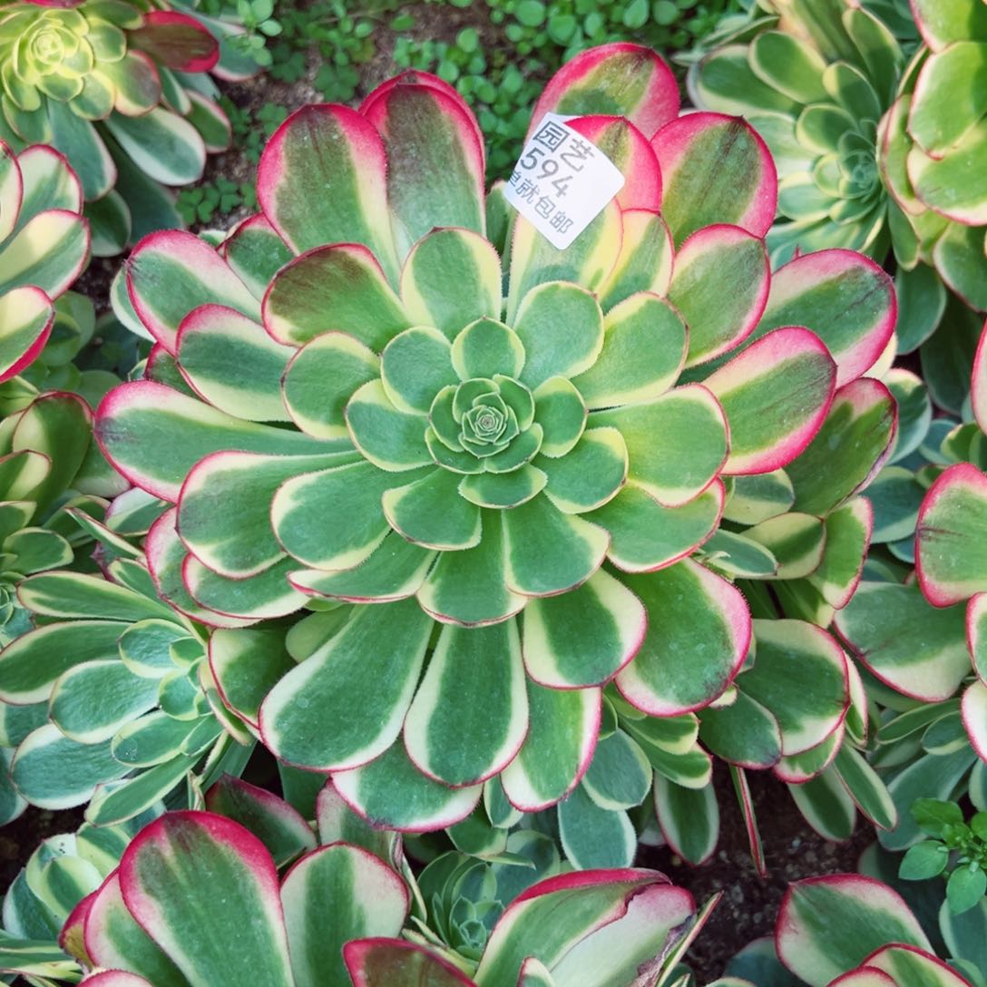 奶白多肉植物594